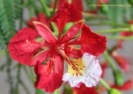 My India Travel Flowering Tree Red Gulmohar Flowering Trees Flame Tree Tree