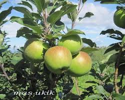 Siapa yang tak mengenal buah ini, semua orang di seluruh penjuru dunia telah mengenal buah ini. Mari Bisnis Apel Malang Halaman 1 Kompasiana Com