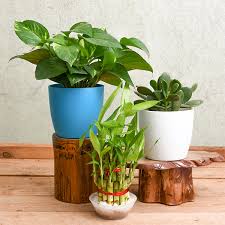 What are the benefits of office plants? Buy Lucky Money Attracting Feng Shui Table Top Office Desk Plants Online At Nurserylive Best Plants At Lowest Price