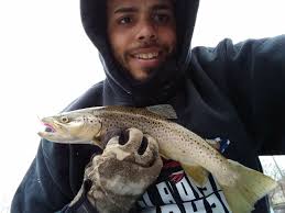 How Do You Tell A Stocked Trout From A Wild One Newyorkupstate Com