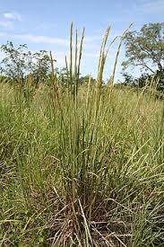 Image result for Panicum carneovaginatum