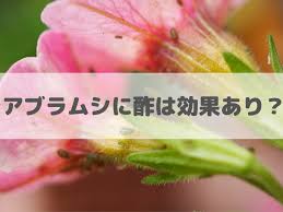 アブラムシ駆除 予防に 酢 は効果ある 試してみた Limegreen