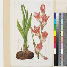 Image result for Gladiolus melleri