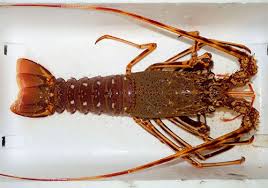 Image result for Palinurus elephas