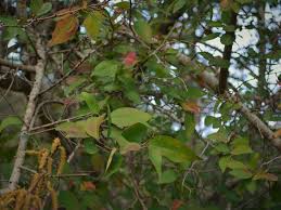 Image result for Spirostachys africana