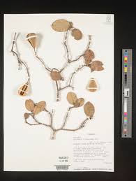 Image result for Schrebera trichoclada