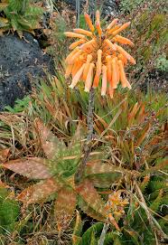 Image result for Aloe macrosiphon