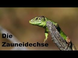 Eidechsen Im Garten Youtube