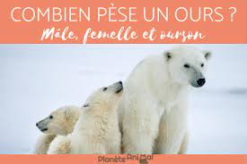 Des archéologues russes ont fait une découverte insolite : Poids D Un Ours Polaire Male Femelle Et Ourson