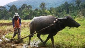 12172018 gambar suasana memanen padi dengan latar belakang rumah sawah dan download gambar sketsa hewan zebra gambar gambar sketsa hewan. Tradisional Membajak Sawah Menggunakan Kerbau Sapi Melestarikan Budaya Youtube