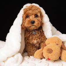 Pin By Seta Gh On هنر Cavapoo Puppies Cute Baby Animals Cute Dogs