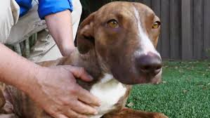 It provides complete services for animals including: Teen Makes Bow Ties For Dogs To Help Them Find Forever Homes