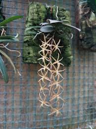 Image result for Aerangis splendida