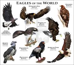 Identification Backyard Birds Of Minnesota Wildlife Art Eagles Of The World Eagles Pet Birds Animals