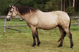 The smallest welsh mountain pony (section a); Connemara Pony Info Origin History Pictures