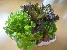 100均で水耕栽培容器の作り方 室内で簡単野菜づくり レタス 栽培 栽培 水耕栽培