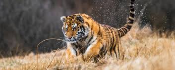When you fall in love with someone's personality, everything about them becomes beautiful. Tiger Symbolism Dreams And Messages Spirit Animal Totems