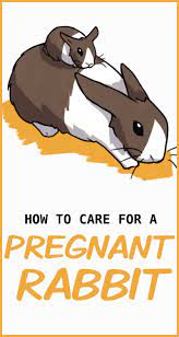 Pin On Bunny Love
