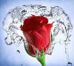 Our photos and pictures just come from professional photographers all around the world. Rose Red Flowers Splashes Water Flowers Wallpapers Hd Desktop And Mobile Backgrounds