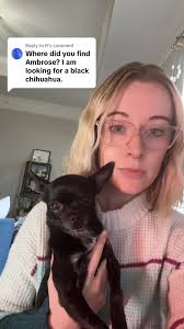 Beth Ousley Chihuahuas Location