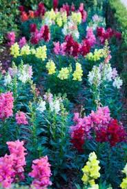 With our guide to the language of flowers you can add extra meaning to the next bouquet you send or the flowers you choose for your next special occasion. Snapdragon Variations Growing Different Kinds Of Snapdragons Snapdragon Flowers Flower Landscape Beautiful Flowers Garden