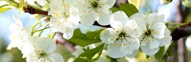You can grow trees in pots and containers just as well as in the ground. A Guide To Patio Fruit Trees Love The Garden