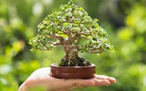 Hướng dẫn cách trồng cây Bonsai mini đúng kỹ thuật