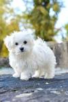 Maltese Dog Breed Profile | Petfinder