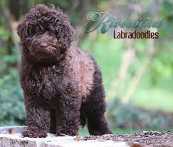The name derives from romagnol can lagòt, meaning water dog. Our Dogs Riverbend Labradoodles Labradoodle Breeders Labradoodle Litter