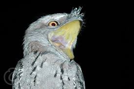 Bird With Big Mouth Name Tawny Frogmouth Bald Eagle Tawny Big Mouth