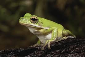 A Guide To Caring For American Green Tree Frogs As Pets The pipsqueaks live in papua new guinea and run about 0.4. american green tree frogs as pets