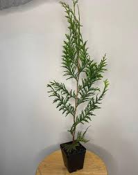 Image result for cuttings thujas