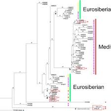 Bildergebnis für Sergei Shekhovtsov