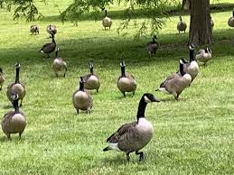 Canada geese can be encouraged to abandon the pond, yard, golf course or park. Wandering Geese Are Unwelcome Visitors For Some Miller Park Neighbors Politics Pantagraph Com