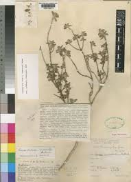 Image result for Leucas neuflizeana