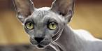 Sphynx Kittens and Cats for sale |TICA Indigo Sphynx Cat ...