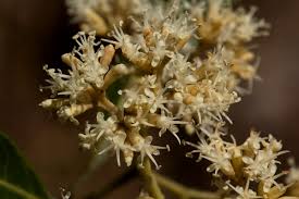 Image result for Nuxia floribunda