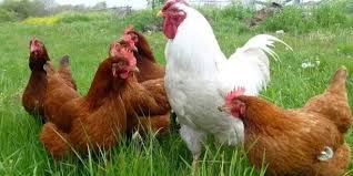 Maybe you would like to learn more about one of these? 10 Jenis Ayam Petelur Yang Paling Bagus Dan Terpopuler