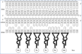 Mrna strang in aminosäuresequenz übersetzen. Von Der Dna Zum Peptid