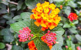Our articles, blogs, tips, and photos help you use plants to beautify your living spaces and enhance your. South Florida Perennial Flowers To Plant The Home Depot