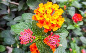 Well you're in luck, because here they come. South Florida Perennial Flowers To Plant The Home Depot