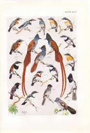 Birds Of South Africa Book L Endroit Ou Acheter Et Vendre Tout Le Fait Main Bird Prints South African Birds Bird Illustration