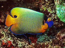 Black And White Striped Angelfish Blue Faced Angelfish Pomacanthus Xanthometopon Angel Fish Underwater Fish Fish Pet