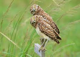 Nature Curiosity: How Do Owls Turn Their Heads So Far? - Forest Preserve  District Of Will County