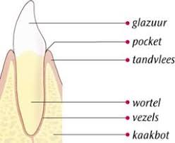 We did not find results for: Ontstoken Tandvlees