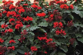 Image result for Clerodendrum splendens