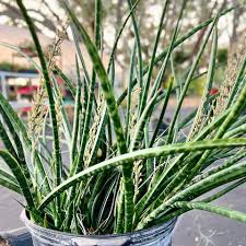 Image result for Sansevieria nilotica