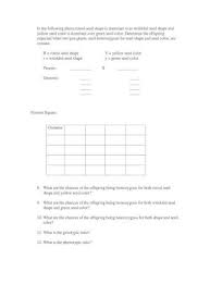 Fill it out and determine the phenotypes and proportions in the offspring. Dihybrid Cross Worksheet Mayfield City Dihybrid Cross Worksheet In Peas Round Seed Shape R Is Dominant To Wrinkled Seed Shape R And Yellow Seed Color Y Is Dominant To Green