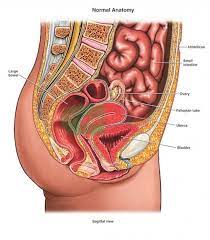 Outline the anatomy of the female reproductive system from external to internal. Diagram Of Internal Organs Female Koibana Info Human Anatomy Picture Human Anatomy Female Anatomy Organs