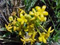 Image result for Gnidia chapmanii